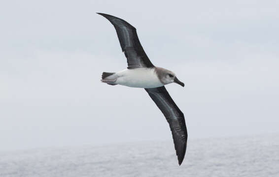 Image of Grey-headed Albatross