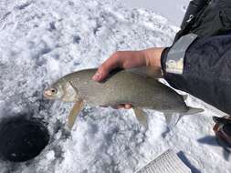 Image of Bonneville whitefish