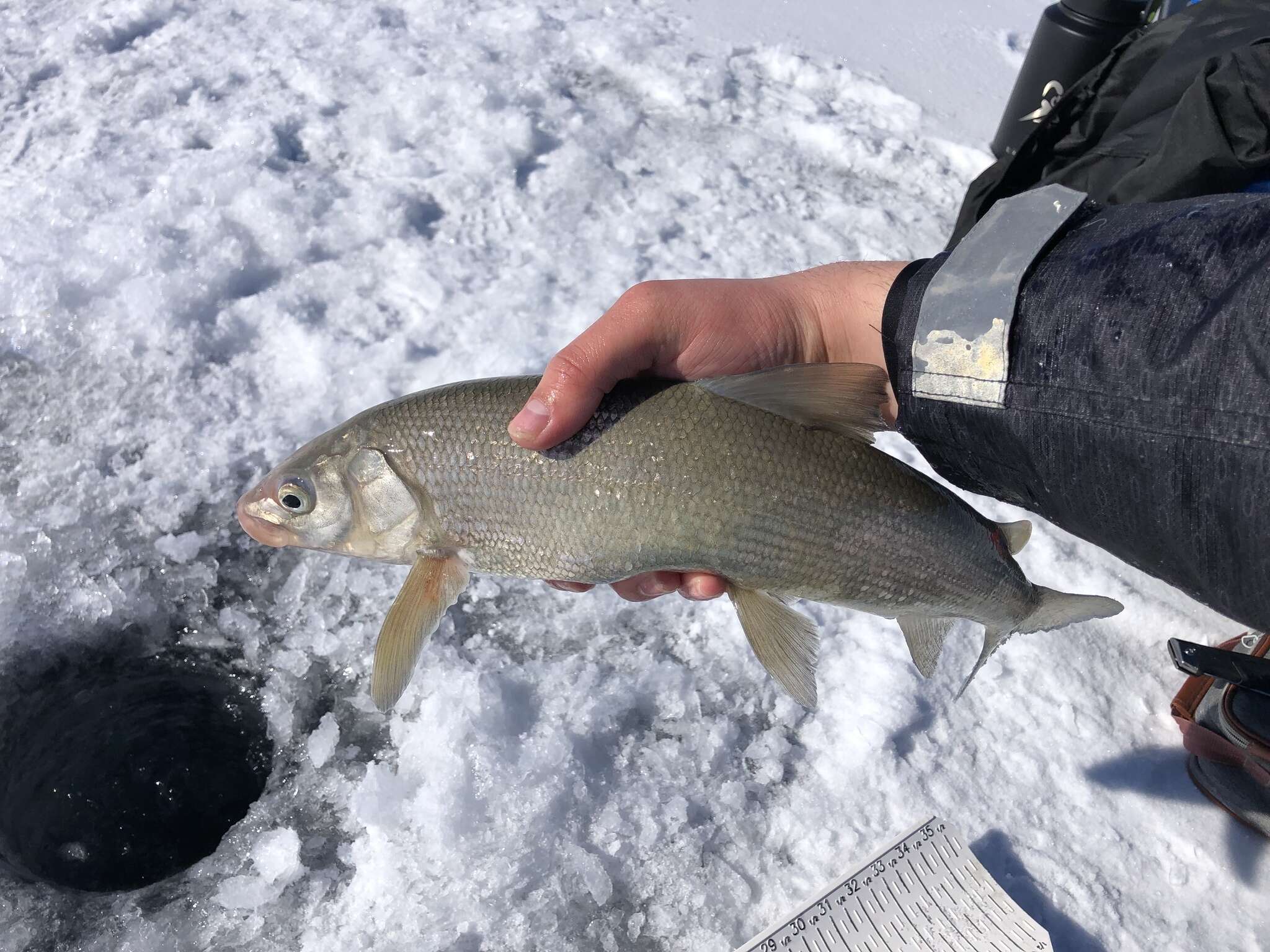 Image of Bonneville whitefish