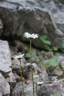 Image of Saw-leaved Moon-daisy