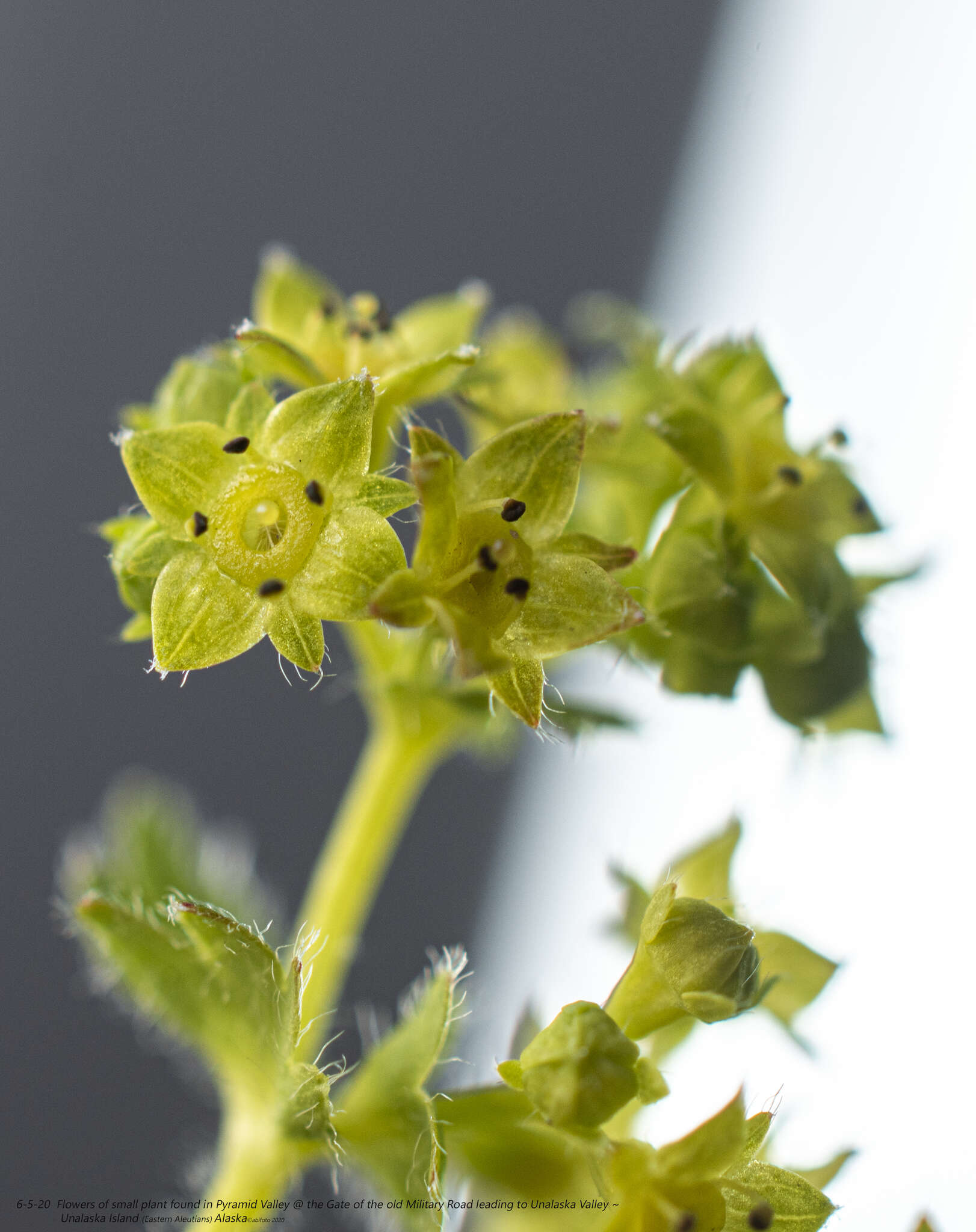 Image of smooth lady's mantle