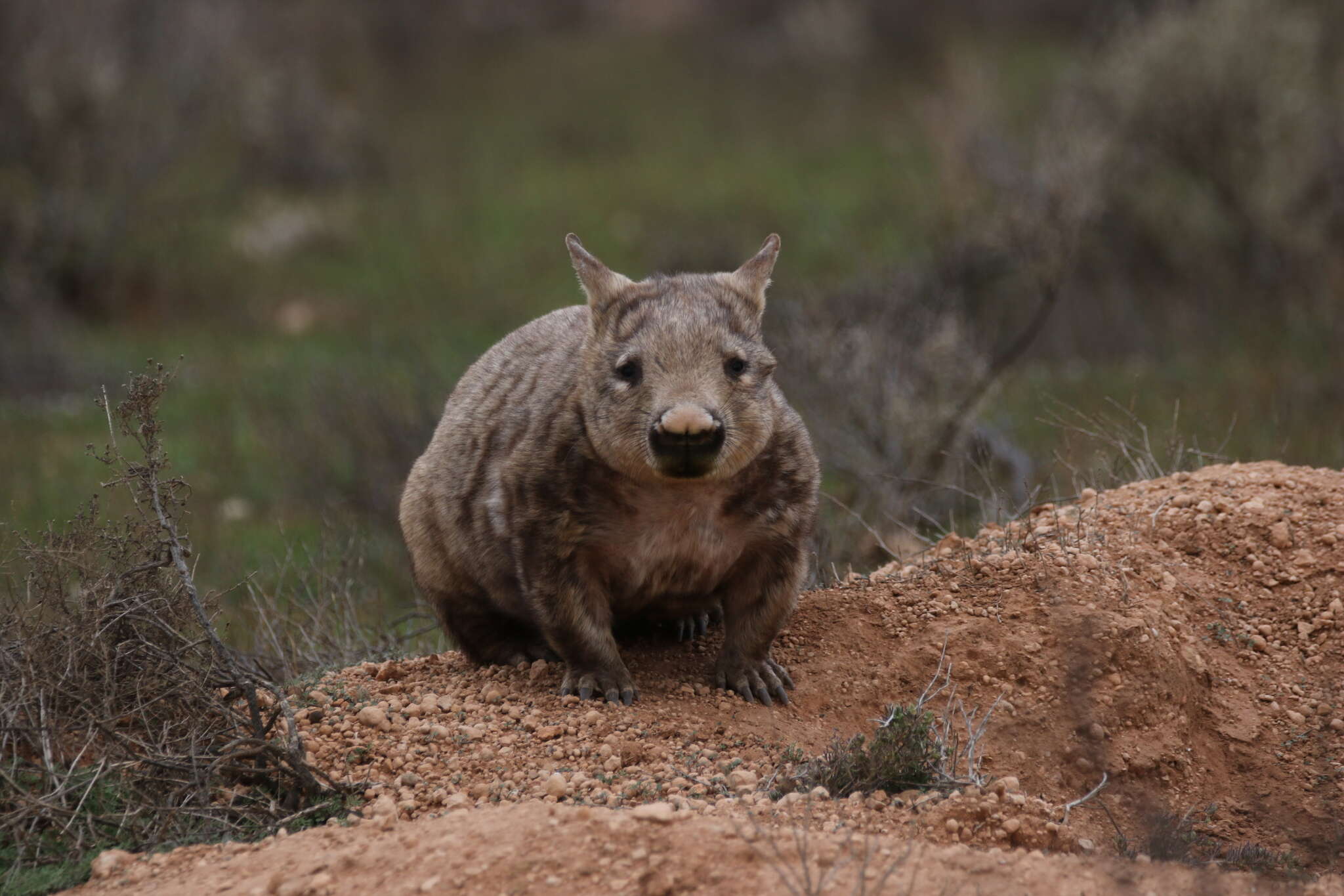 Image of Hairy-nosed Wombats