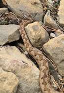 Image of Vipera latastei latastei Bosca 1878