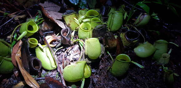 Image of Flask-Shaped Pitcher-Plant