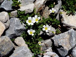 صورة Cerastium latifolium L.