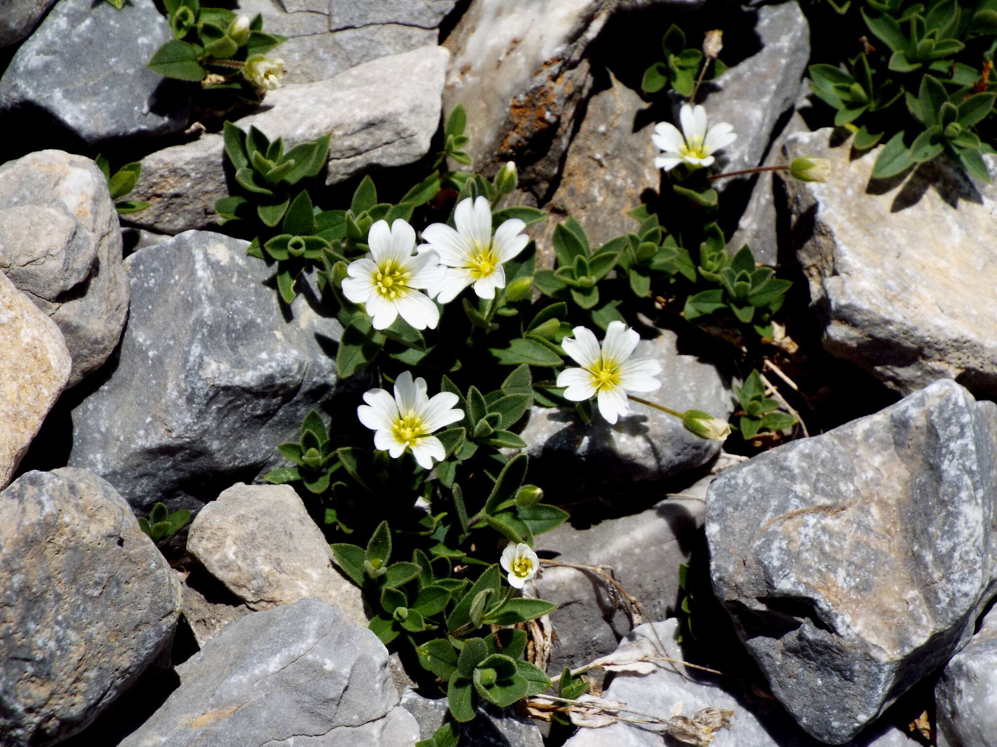 Image of Broad-leaved Mouse Ear