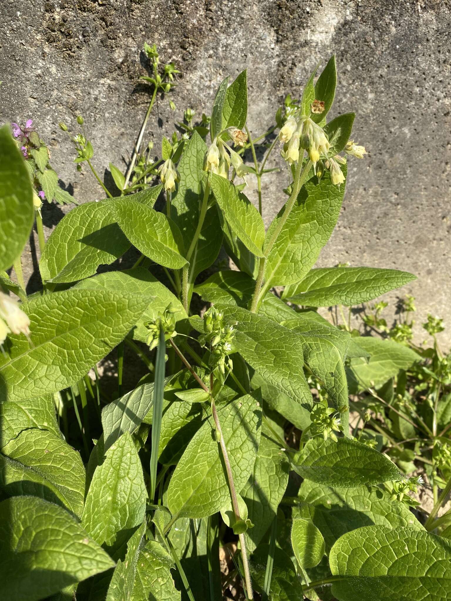 Plancia ëd Symphytum bulbosum C. Schimper