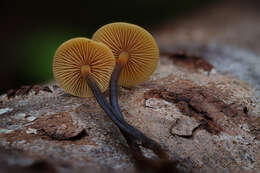 Image of Xeromphalina fulvipes (Murrill) A. H. Sm. 1953