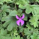 Image of Impatiens hoehnelii T. C. E. Fries