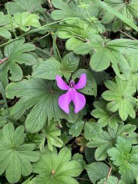 Image of Impatiens hoehnelii T. C. E. Fries