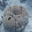 Image of starpore sponge