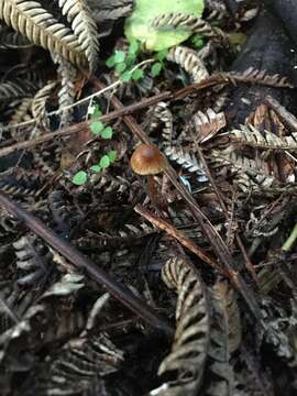 Image of Pholiotina gracilenta (Watling & G. M. Taylor) J. A. Cooper 2014