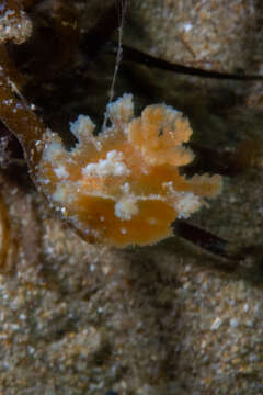 Image of Tasselled nudibranch