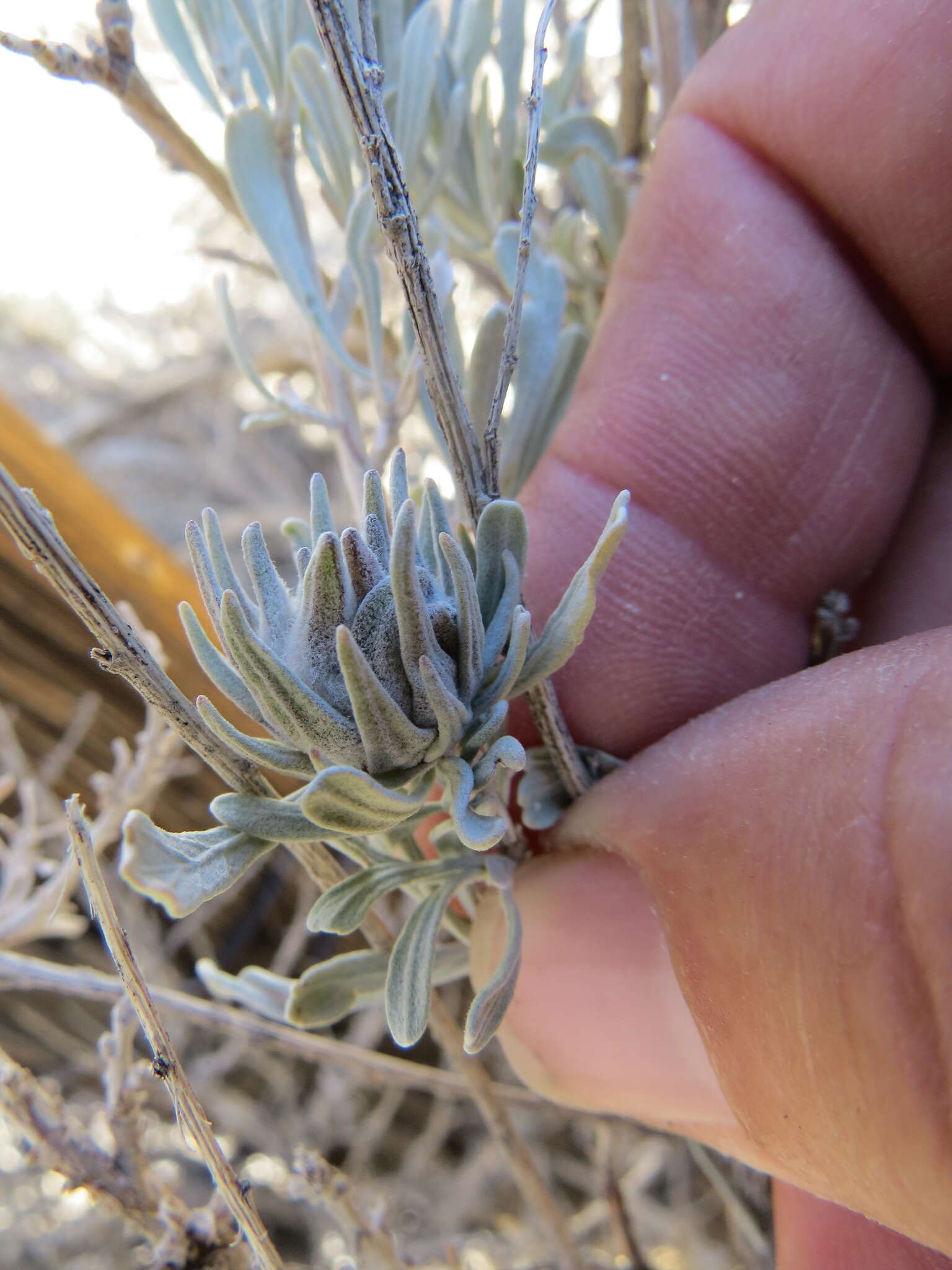 Plancia ëd Rhopalomyia anthoides Gagne 1983