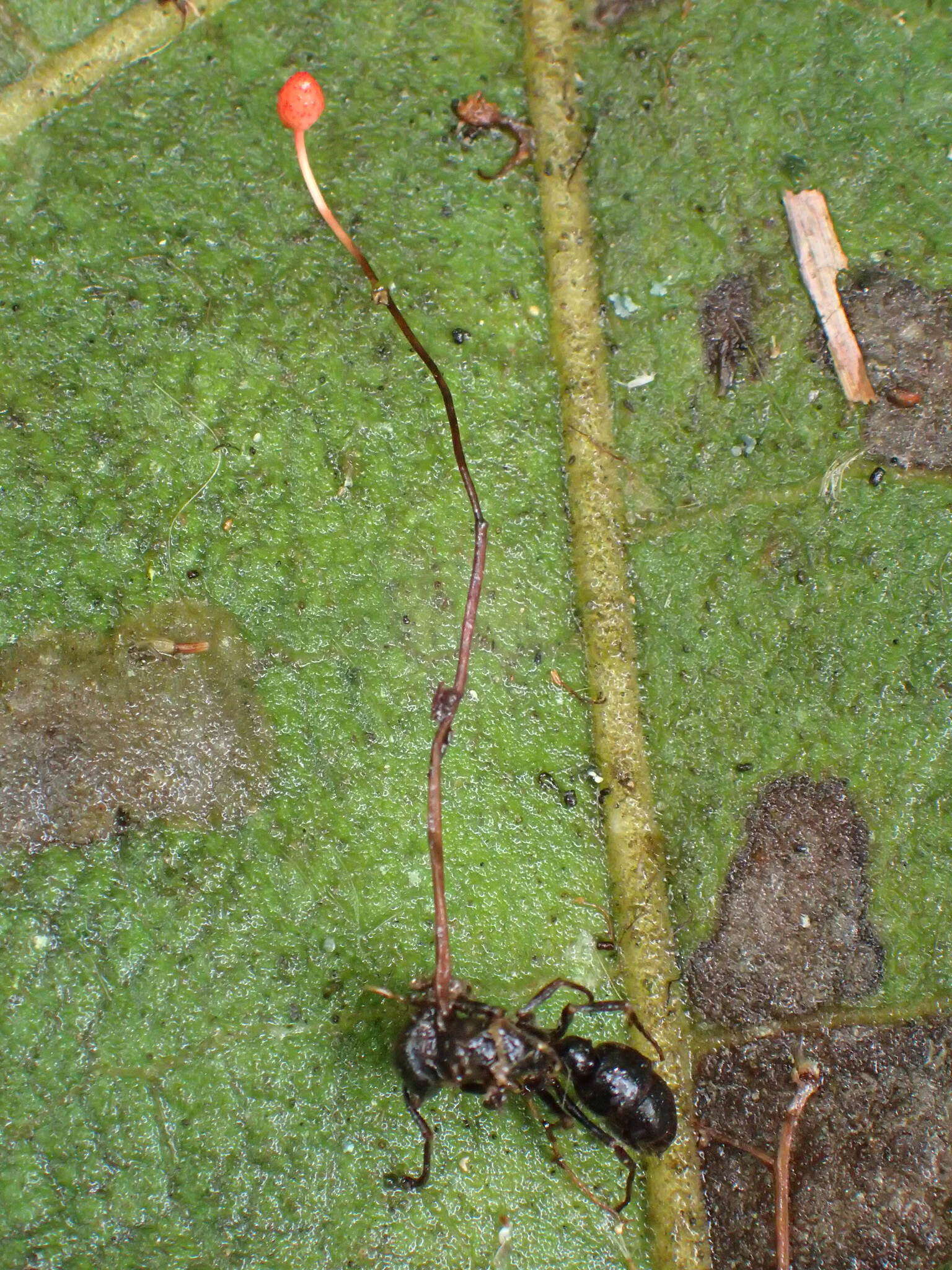 Ophiocordyceps australis (Speg.) G. H. Sung, J. M. Sung, Hywel-Jones & Spatafora 2007的圖片