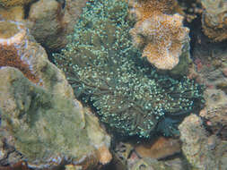 Image of Stony coral