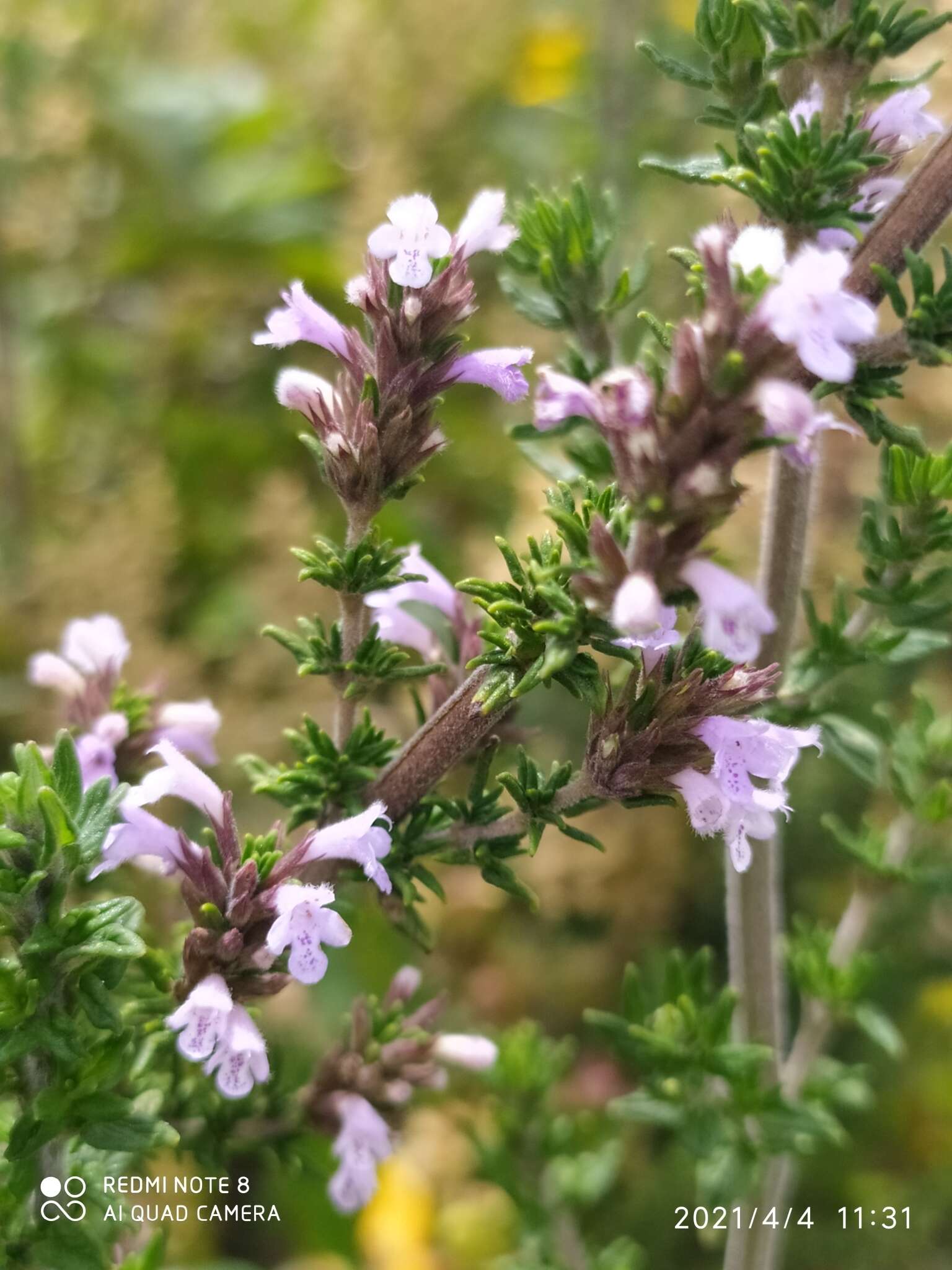 Clinopodium fasciculatum (Benth.) Govaerts的圖片