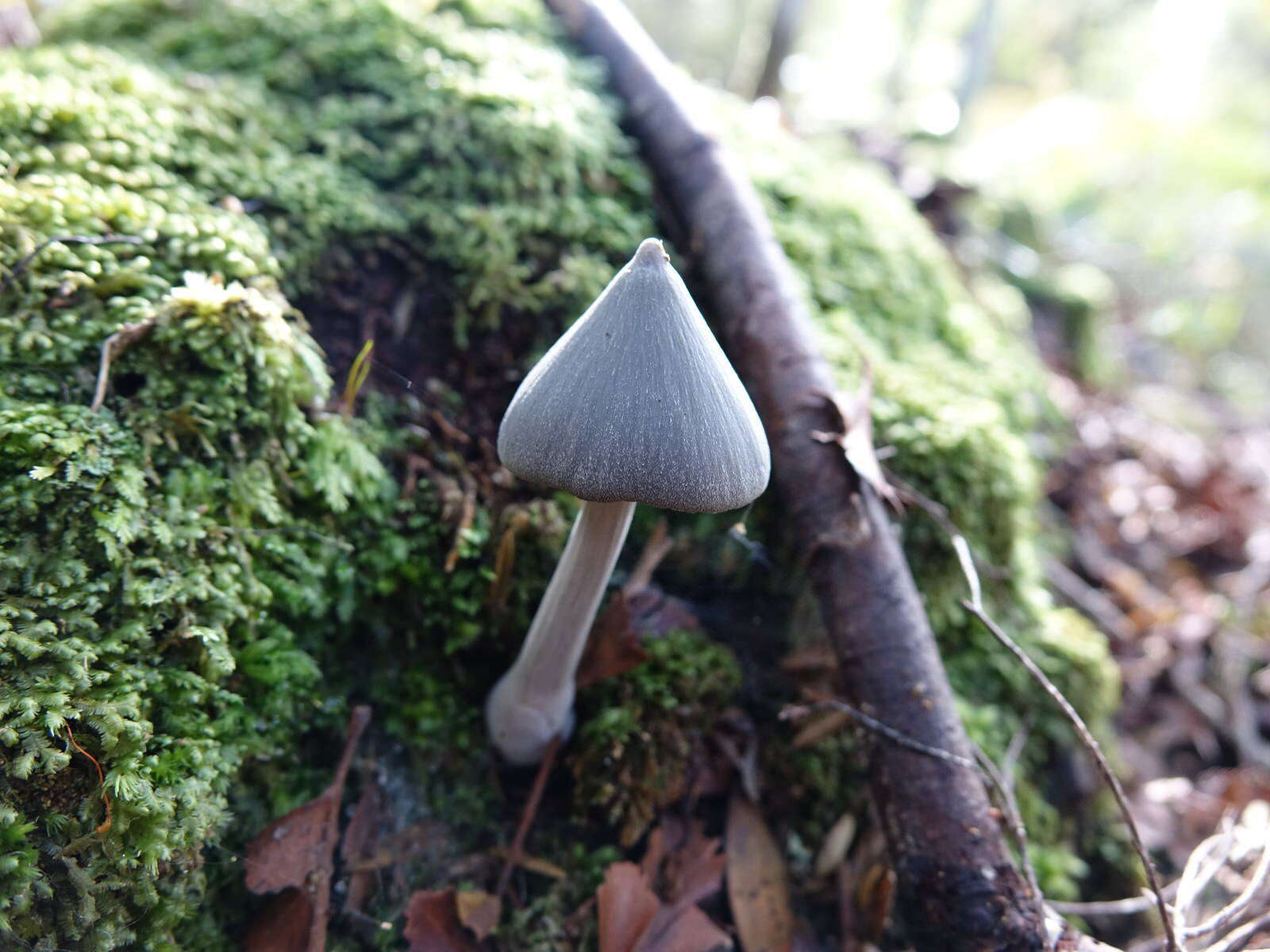 Image of Entoloma canoconicum E. Horak 1976