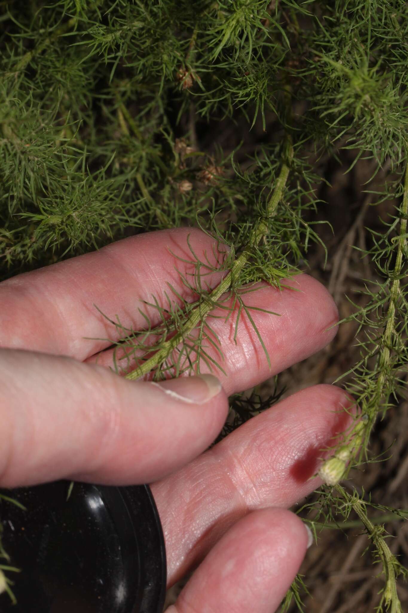 Image of Baccharis ulicina Hook. & Arn.