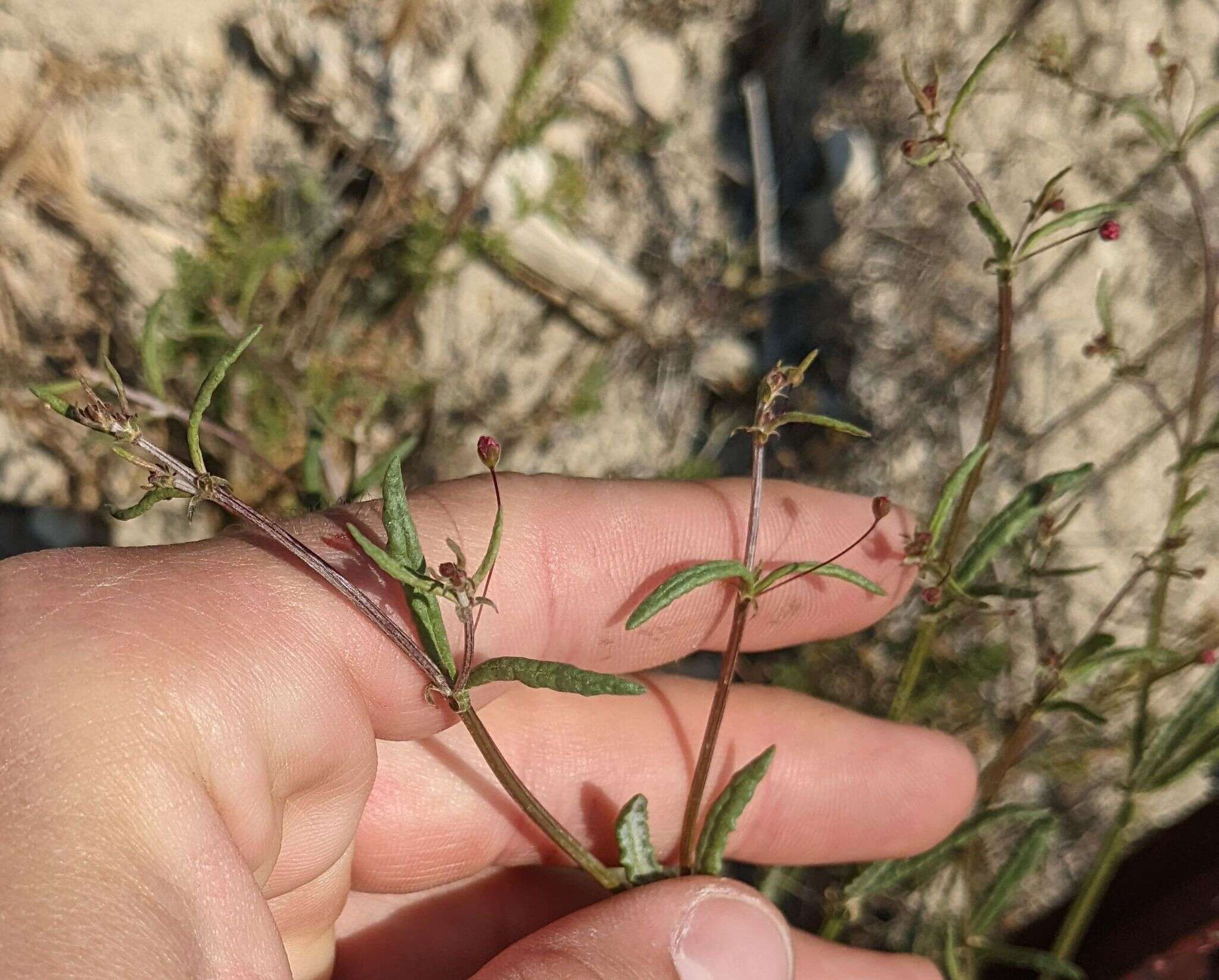 Image of anglestem buckwheat