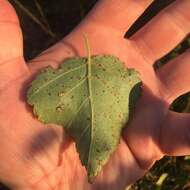 Image of Brown Birch