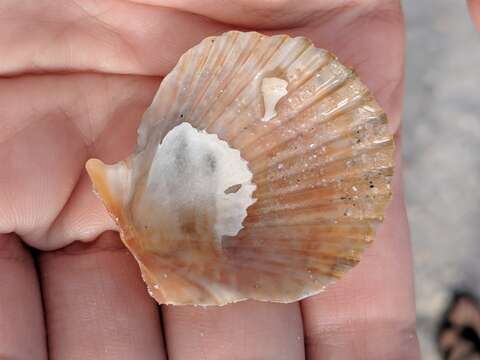 Image of circular scallop