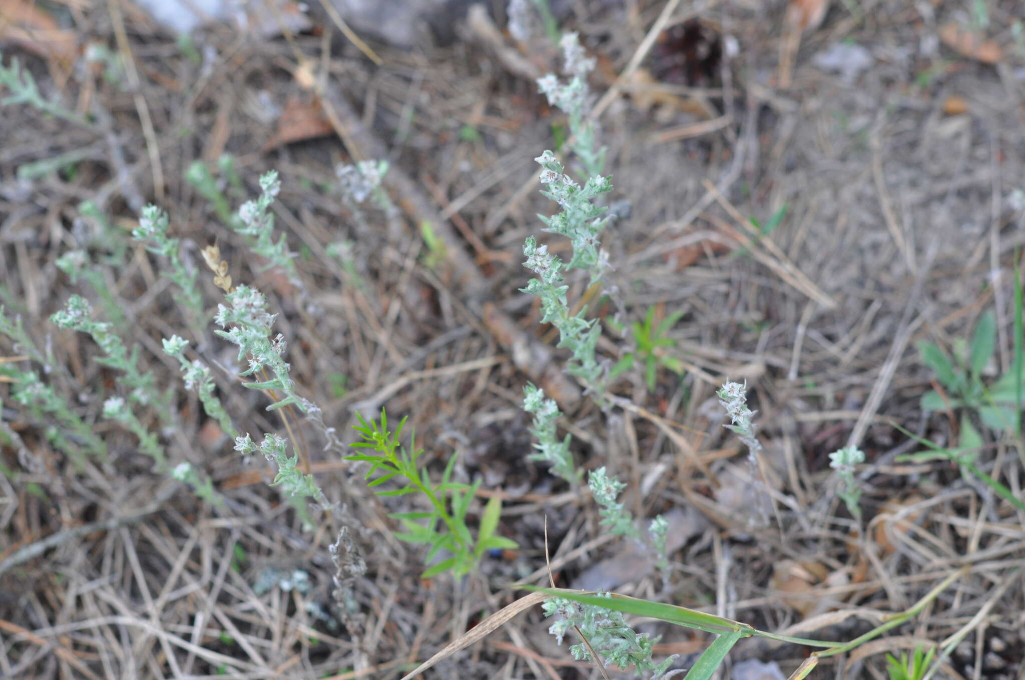 Image of field cudweed