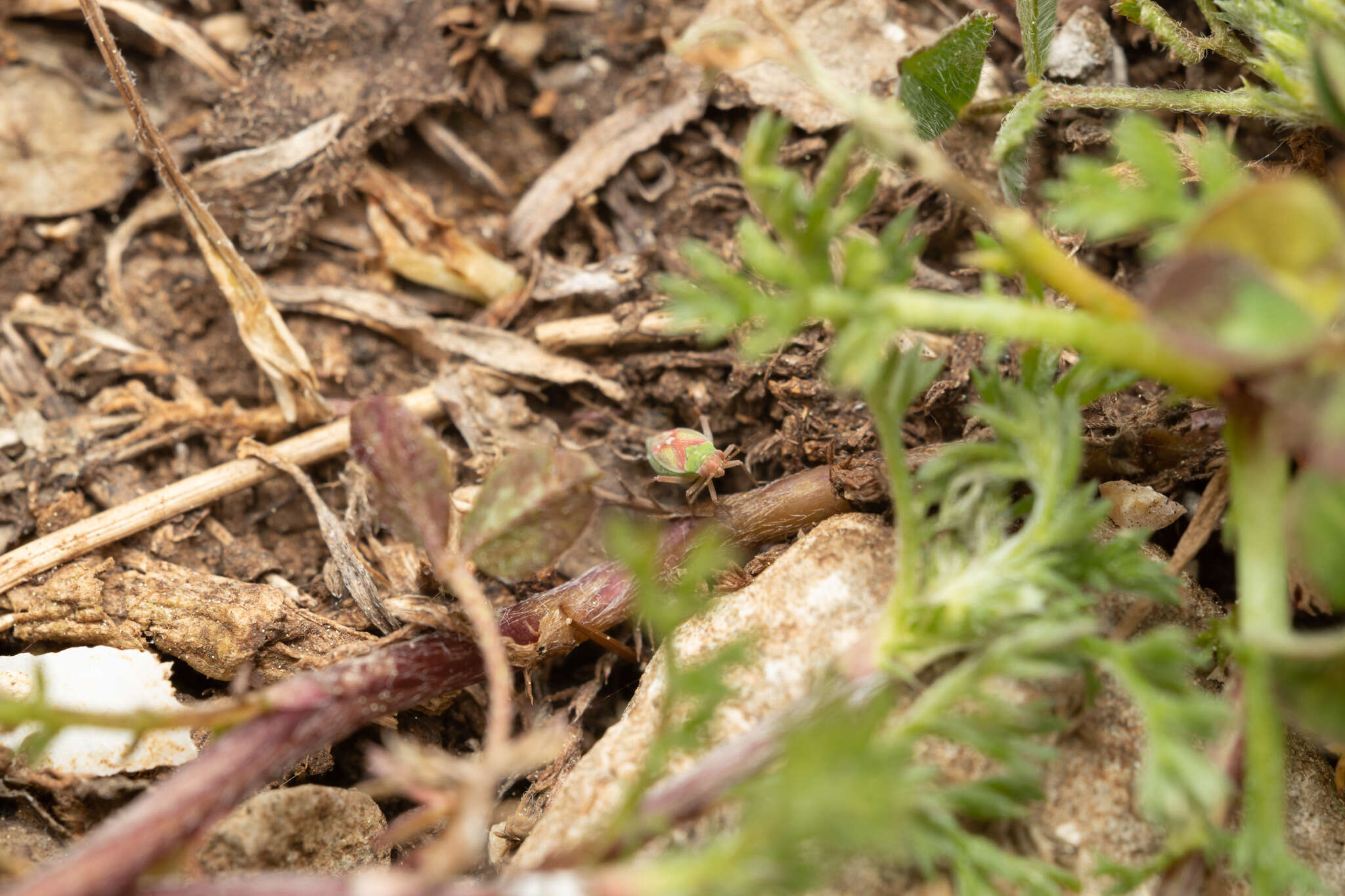 Слика од Conostethus venustus (Fieber 1858)