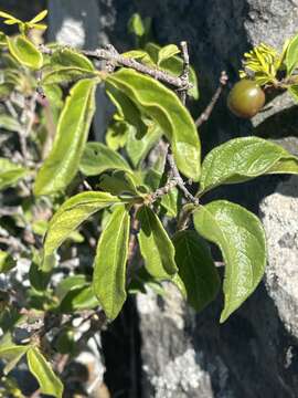 Image of Vangueria macrocalyx Sond.