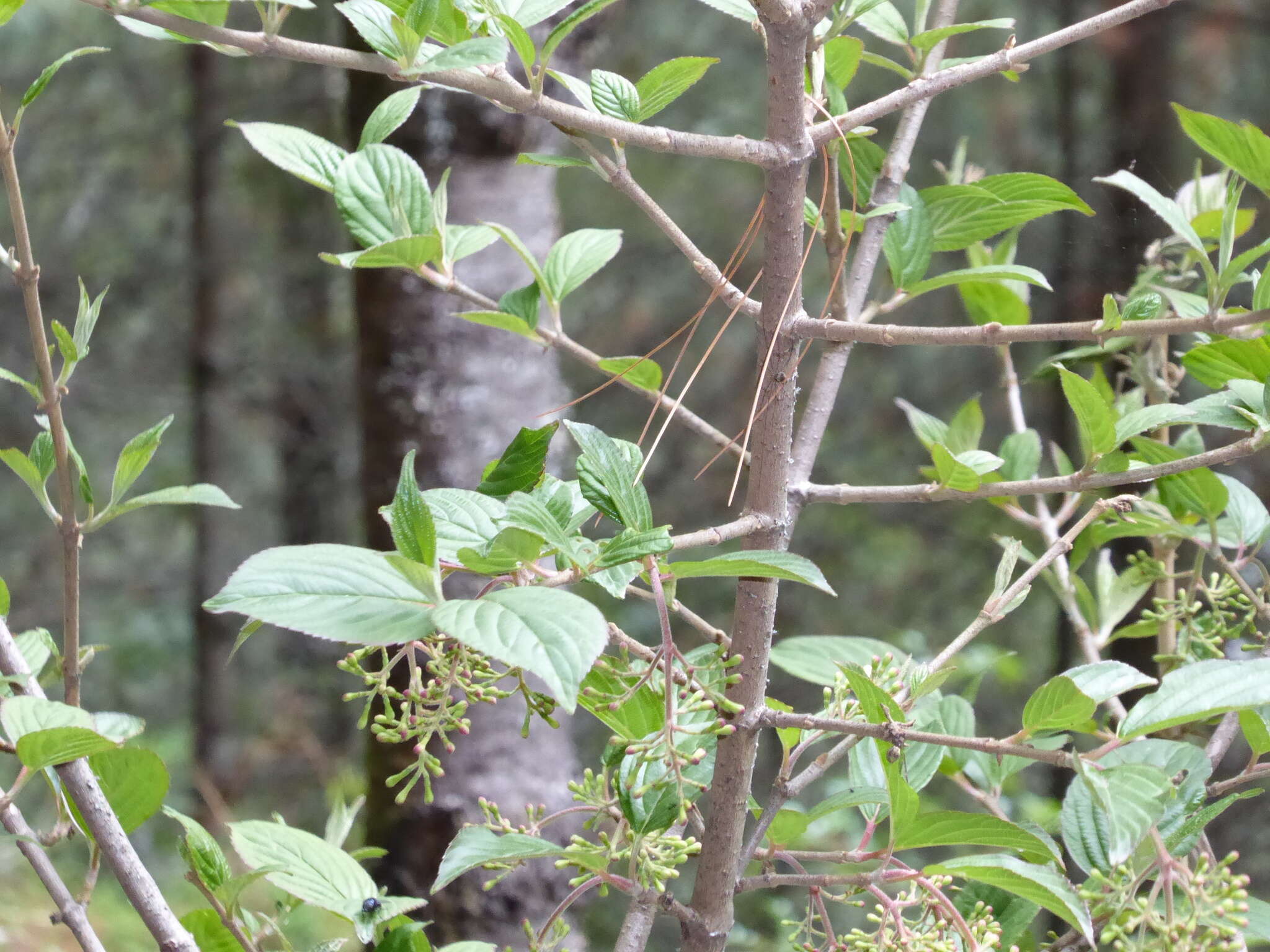 Image of Viburnum erubescens Wall.