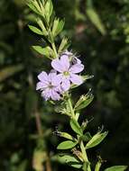 Imagem de Lythrum alatum subsp. lanceolatum (Elliott) A. Haines