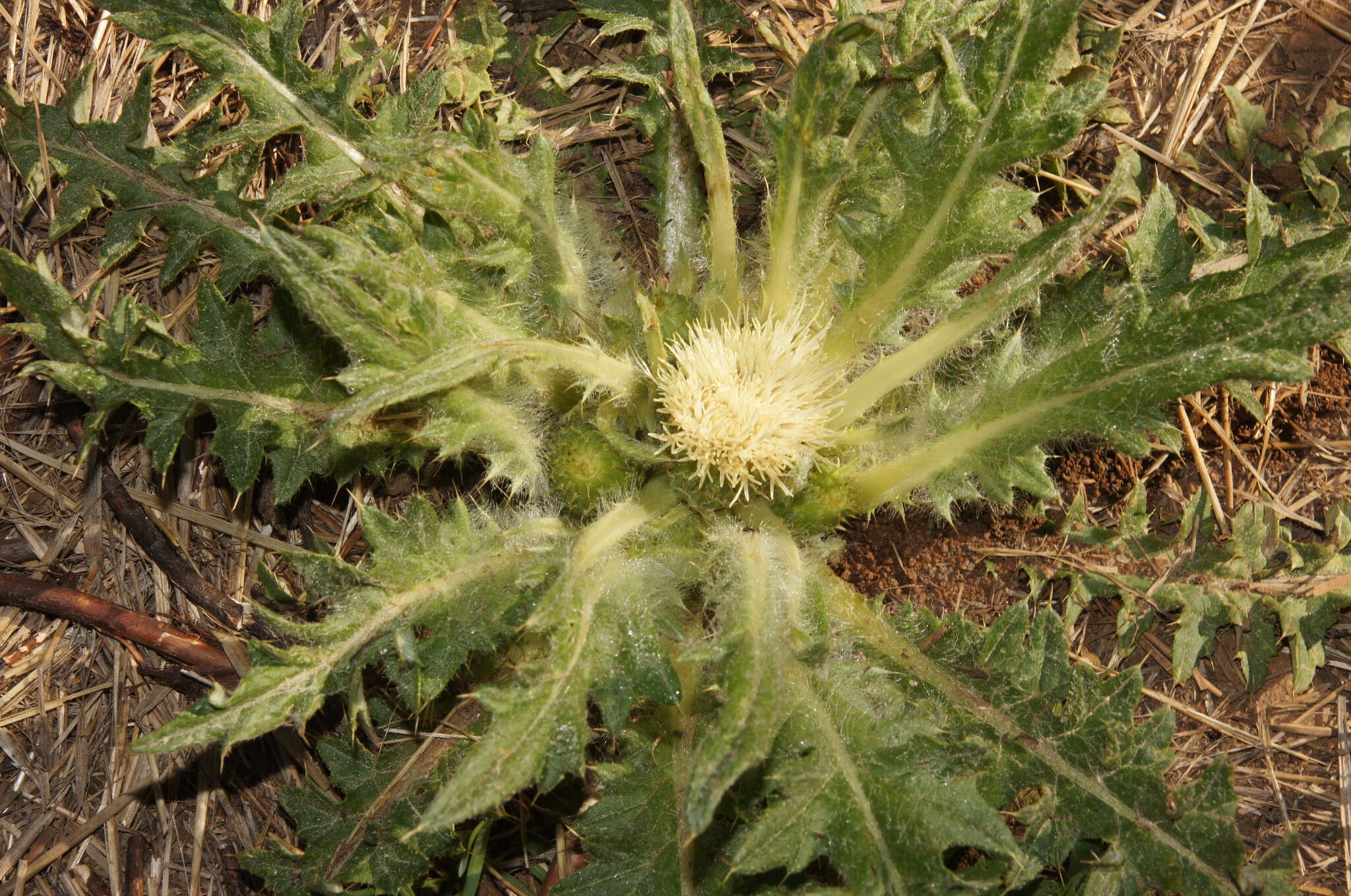 Image of meadow thistle