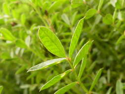 Image of cockshead sainfoin