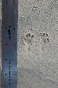 Image of Gulf Coast Kangaroo Rat