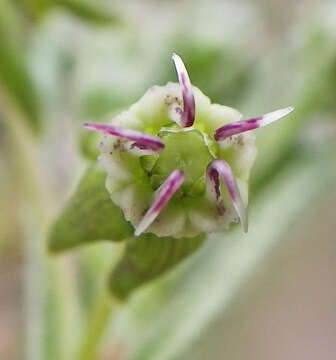 Image of Miraglossum pulchellum (Schltr.) F. K. Kupicha