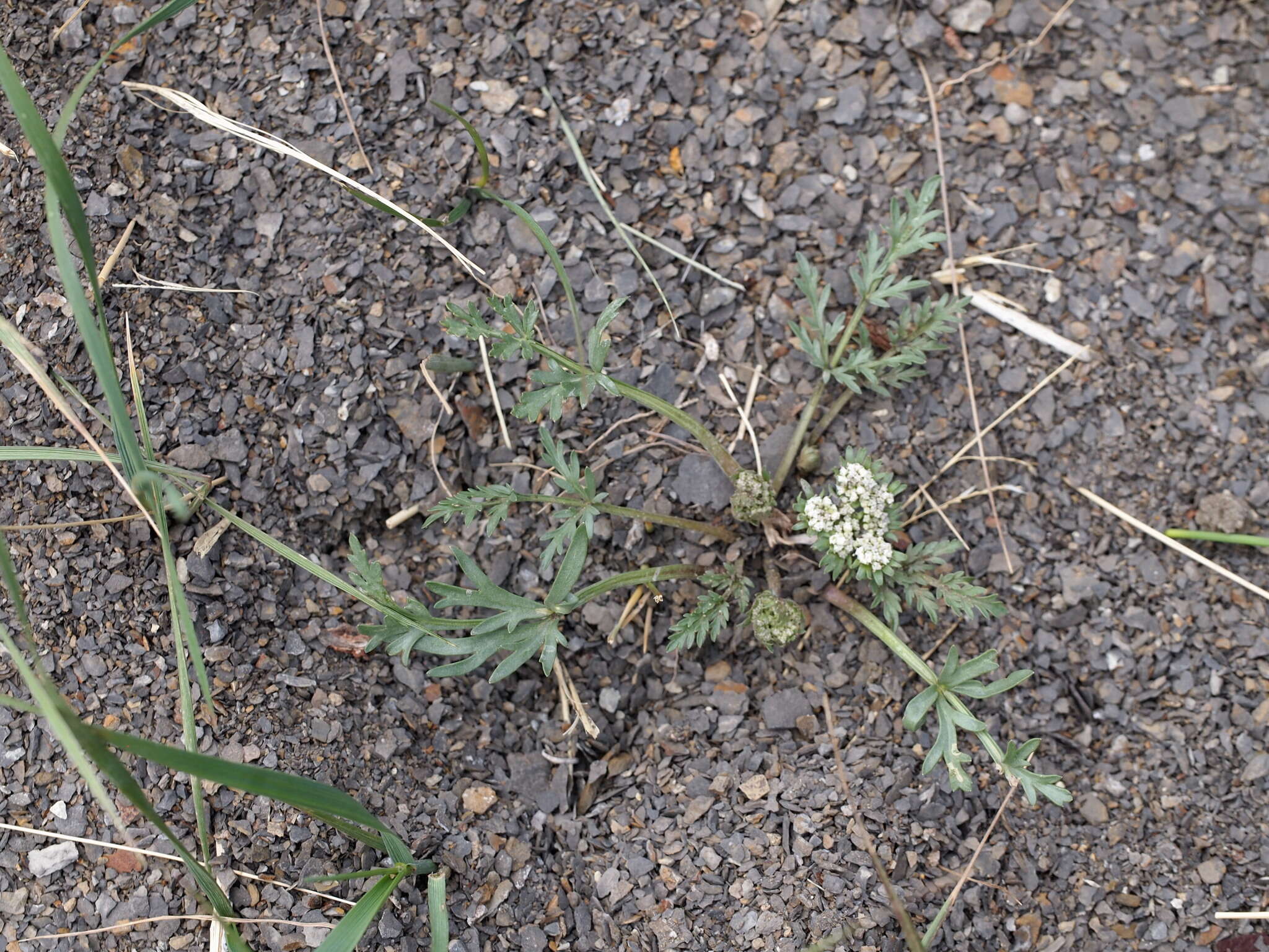 Image of plains springparsley