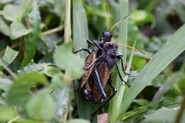 Image of Taeniopoda centurio (Drury 1770)