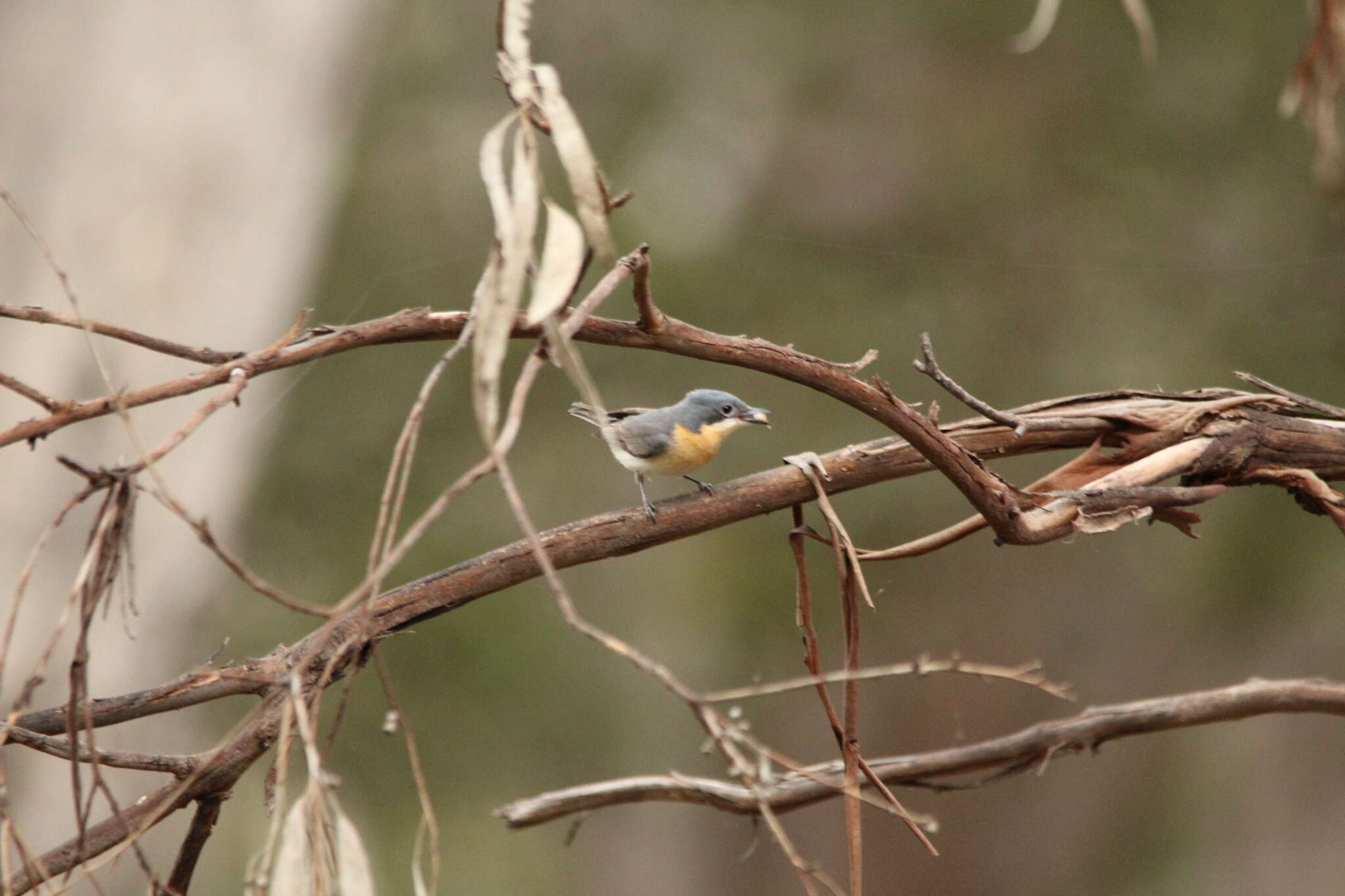 Image of Satin Flycatcher