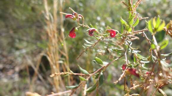 Image of Grevillea banyabba P. M. Olde & N. R. Marriott