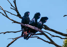 Image of Calyptorhynchus banksii escondidus Ewart, Joseph & Schodde 2020