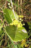 Image of Salacia kraussii (Harv.) Harv.