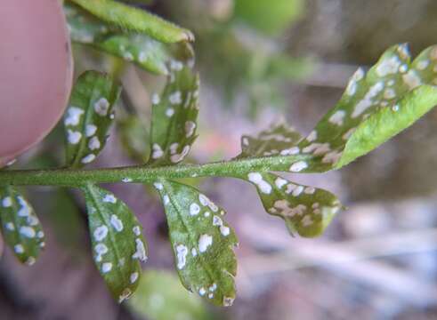 Image de Albugo candida