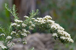 Image of Ozothamnus secundiflorus (Wakef.) A. A. Anderberg