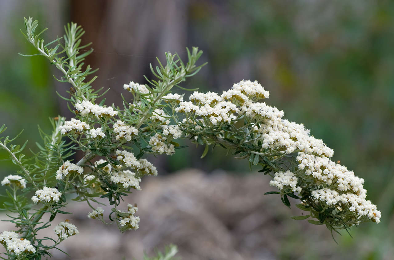 Image of Ozothamnus secundiflorus (Wakef.) A. A. Anderberg