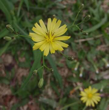 Image of Ixeris chinensis (Thunb.) Kitag.