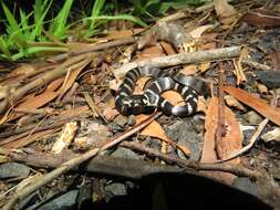 Image of Stephens's Banded Snake