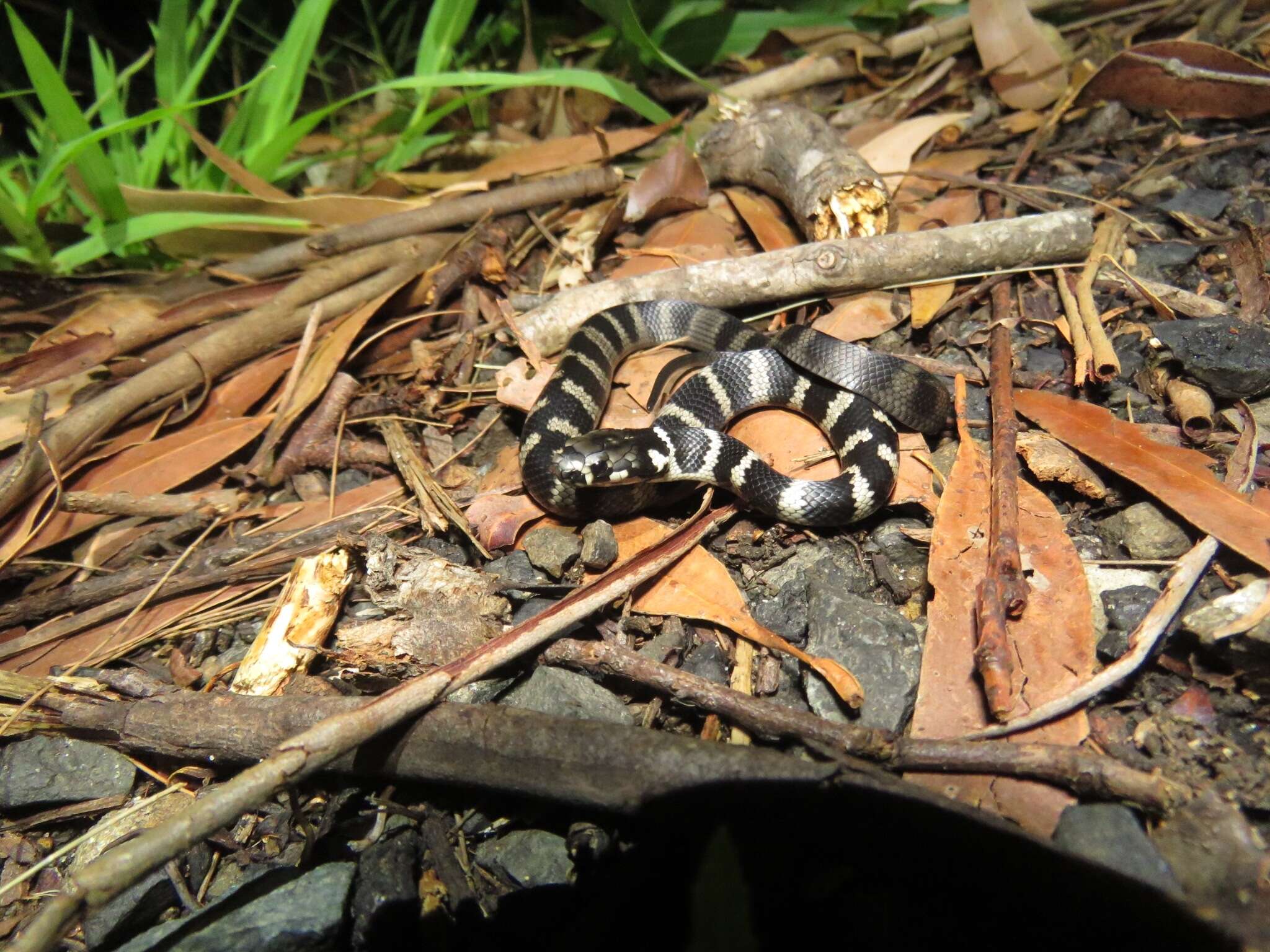 Image of Stephens's Banded Snake