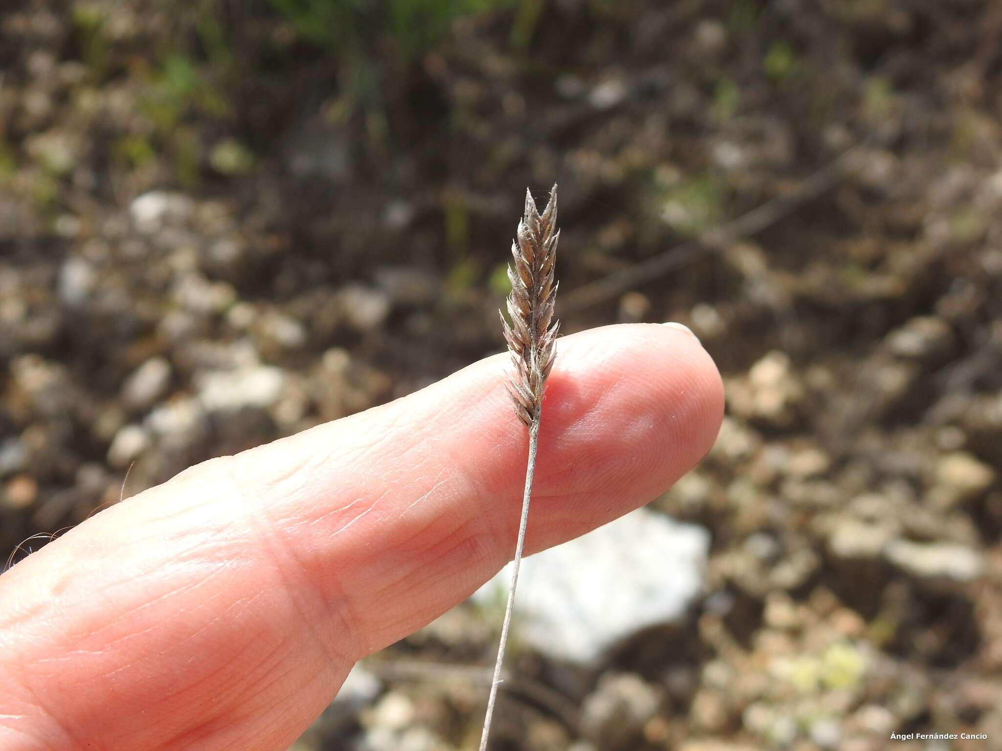 Sivun Crucianella angustifolia L. kuva