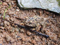 Image of Proceratophrys brauni Kwet & Faivovich 2001