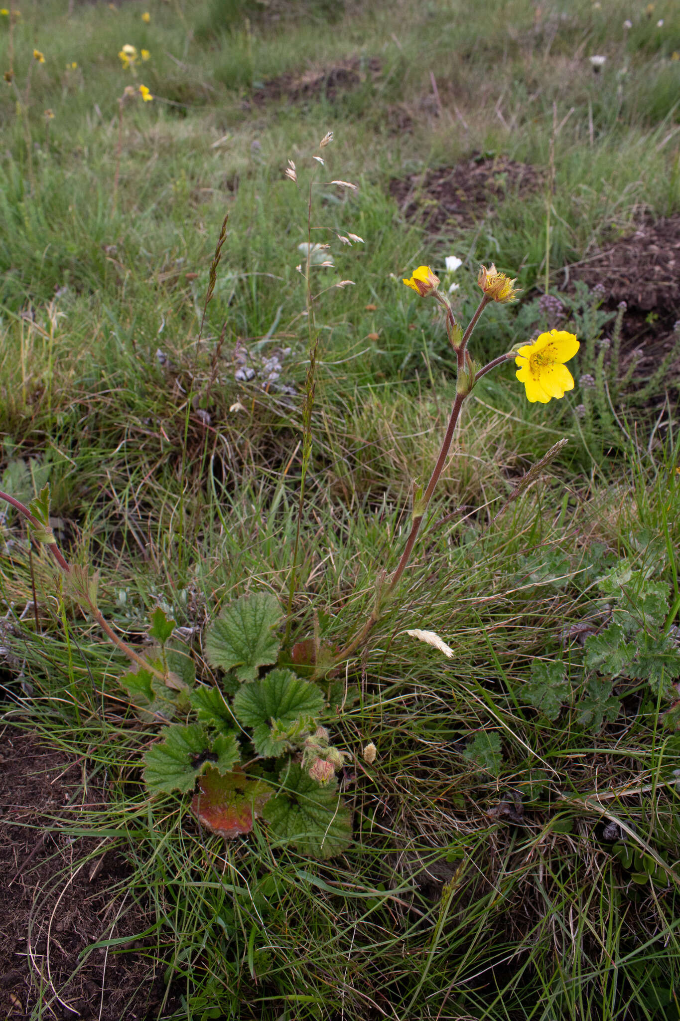 Image of Geum capense Thunb.